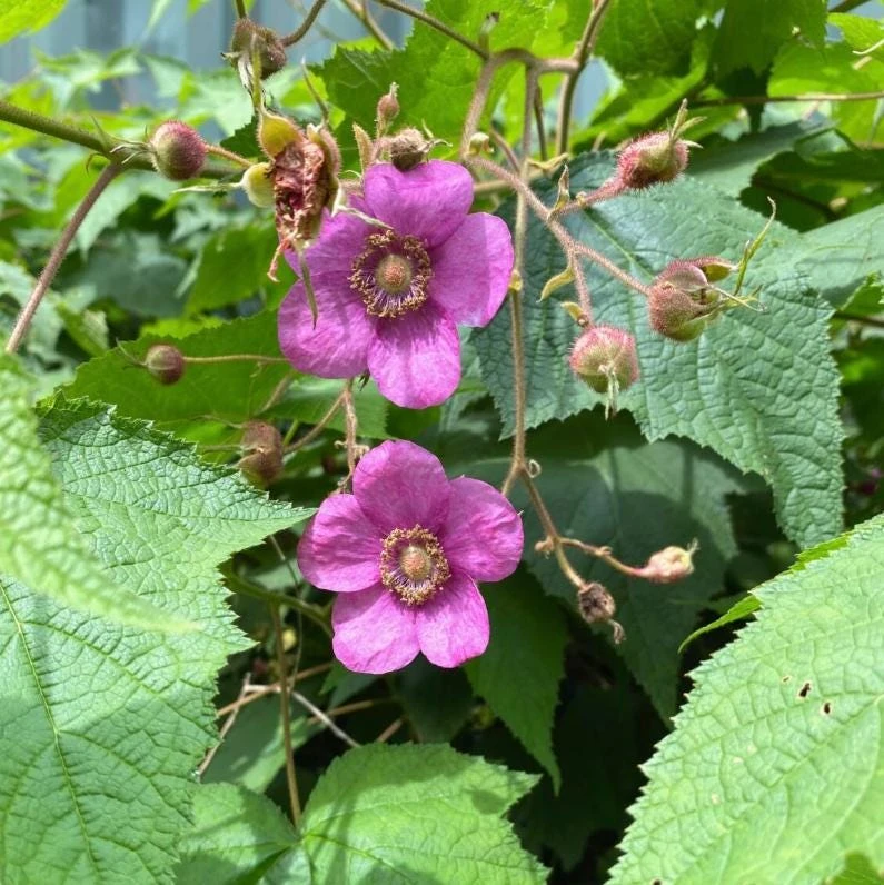 6 Thimbleberry Live Plants – Rubus parviflorus – 3-4" Tall in 4" Pots – Native Berry Shrub for Shade - Image 5