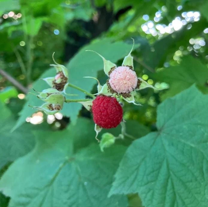 6 Thimbleberry Live Plants – Rubus parviflorus – 3-4" Tall in 4" Pots – Native Berry Shrub for Shade - Image 6