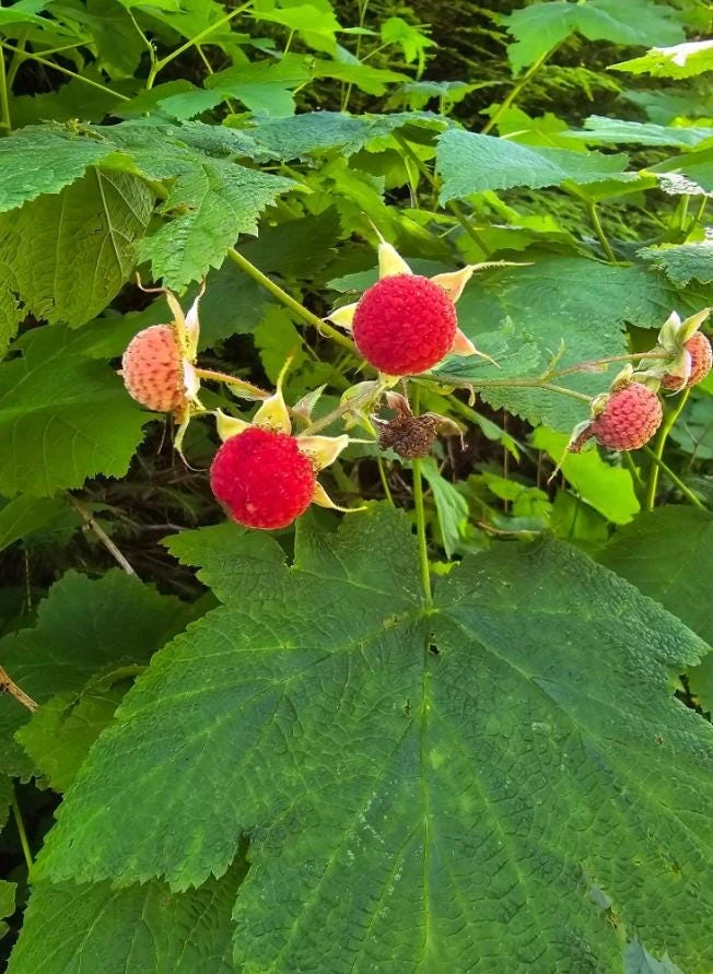 6 Thimbleberry Live Plants – Rubus parviflorus – 3-4" Tall in 4" Pots – Native Berry Shrub for Shade - Image 1