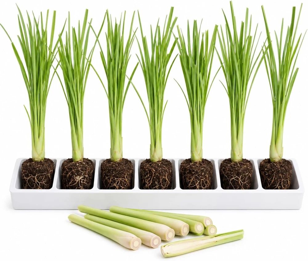 7 Live Lemongrass Starter Plants – 4-6 Inch Tall Rooted Herb for Patio & Garden - Image 1