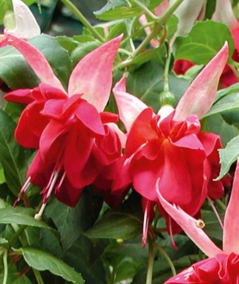 7th Heaven Fuchsia Live Plant – Flowering Ornamental – 6" Pot – Shade-Loving - Image 2