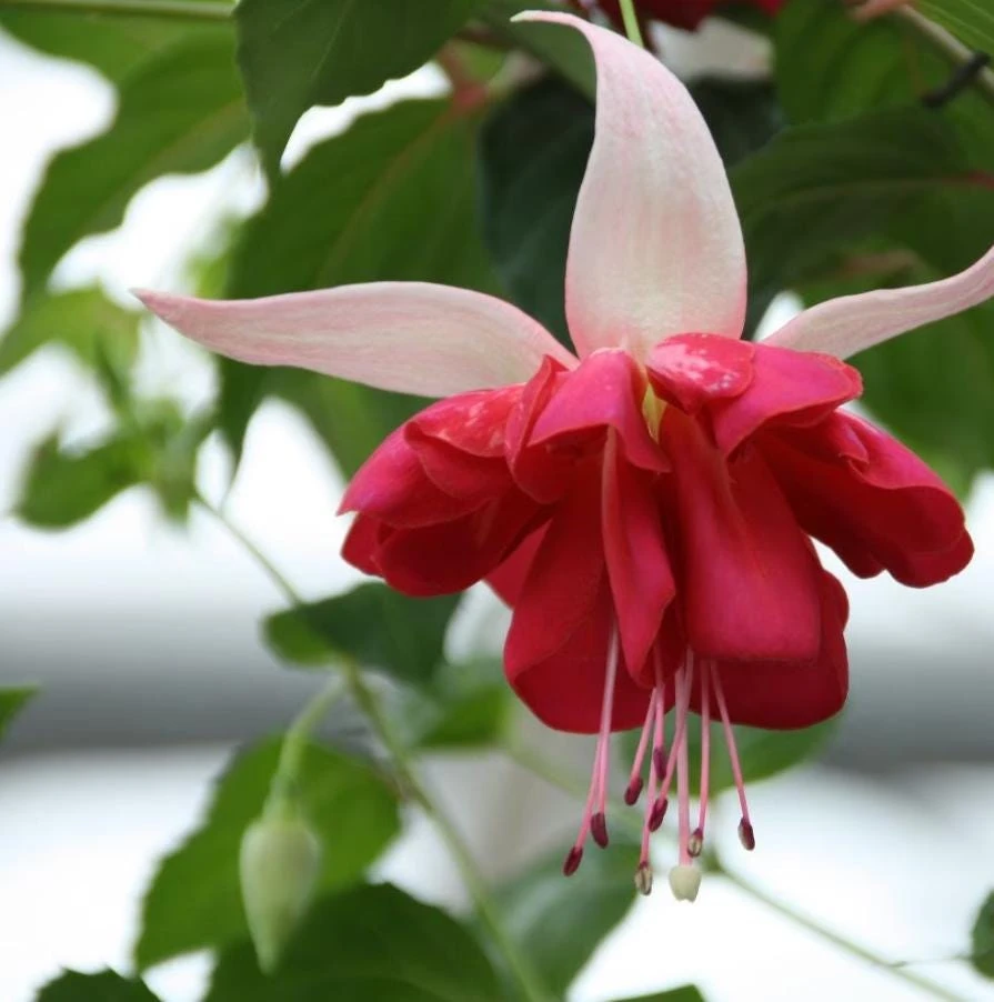 7th Heaven Fuchsia Live Plant – Flowering Ornamental – 6" Pot – Shade-Loving - Image 3