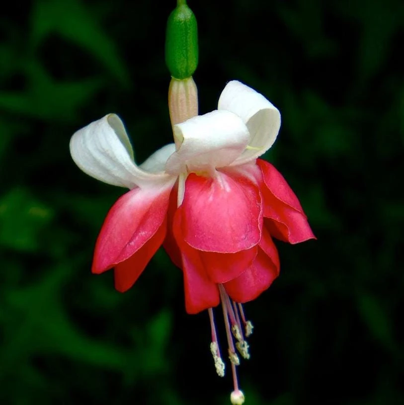 7th Heaven Fuchsia Live Plant – Flowering Ornamental – 6" Pot – Shade-Loving - Image 4