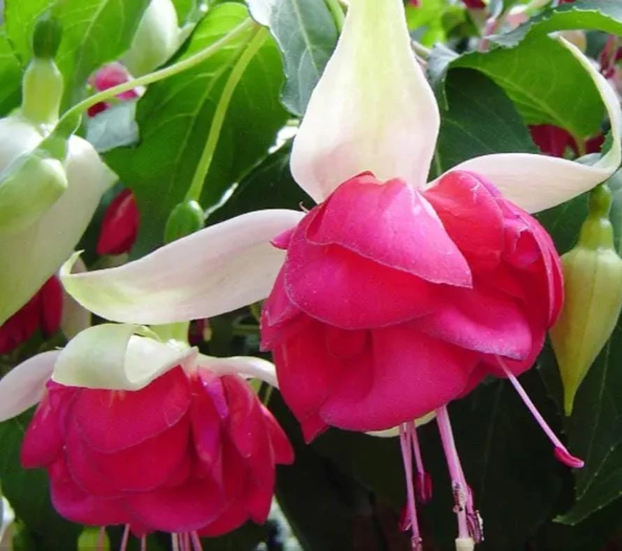 7th Heaven Fuchsia Live Plant – Flowering Ornamental – 6" Pot – Shade-Loving - Image 1