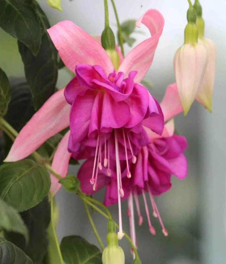7th Heaven Fuchsia Live Plant – Flowering Ornamental – 6" Pot – Shade-Loving - Image 5