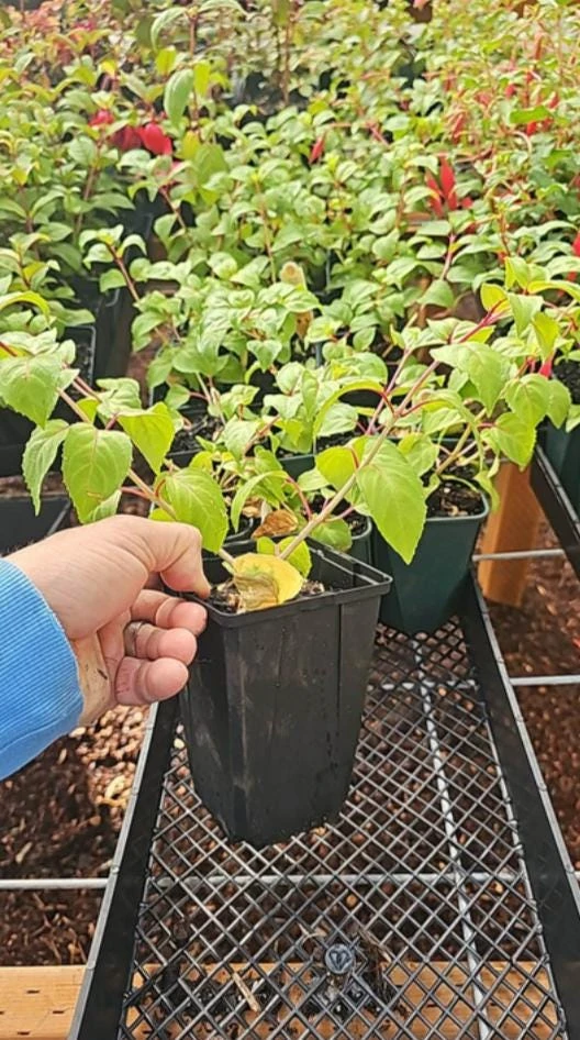 7th Heaven Fuchsia Live Plant – Flowering Ornamental – 6" Pot – Shade-Loving - Image 6