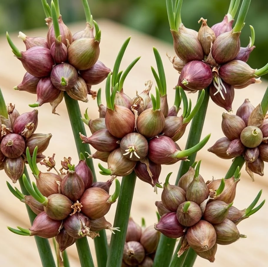 8 Egyptian Walking Onion Bulbils - Hardy Perennial Tree Onions for Outdoor Planting - Image 1