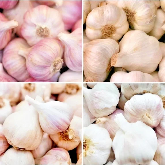 8 Organic Garlic Bulbs Mixed Varieties - Chesnok Red, Music, Italian for Planting or Eating - Image 1