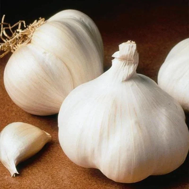 8 Organic Garlic Bulbs Mixed Varieties - Chesnok Red, Music, Italian for Planting or Eating - Image 2