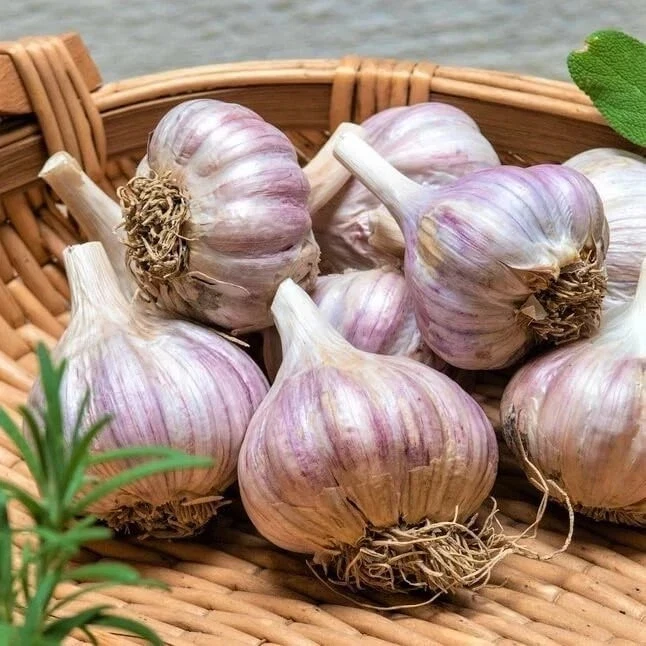 8 Organic Garlic Bulbs Mixed Varieties - Chesnok Red, Music, Italian for Planting or Eating - Image 4