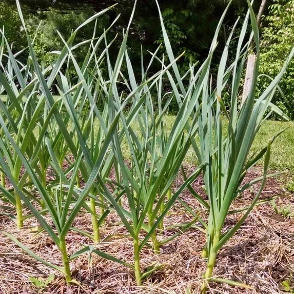 8 Organic Garlic Bulbs Mixed Varieties - Chesnok Red, Music, Italian for Planting or Eating - Image 5