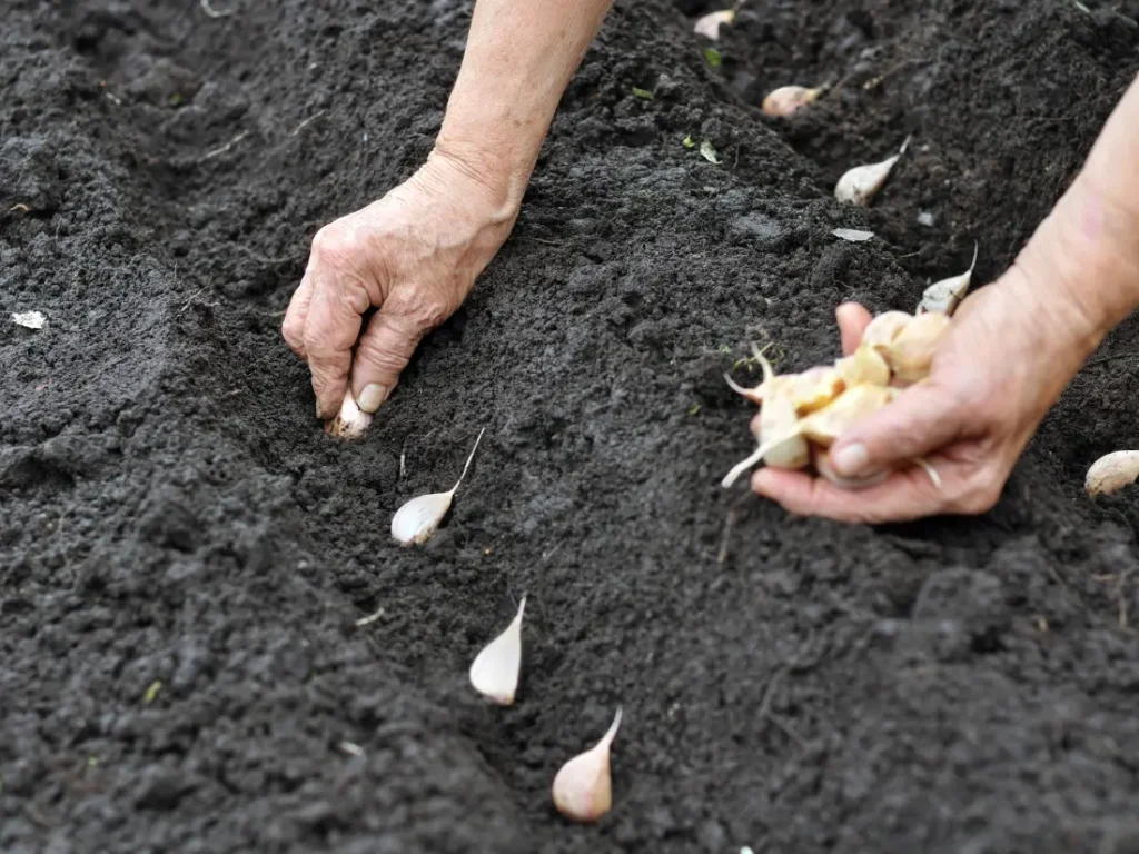 How to Plant Music Garlic in Fall