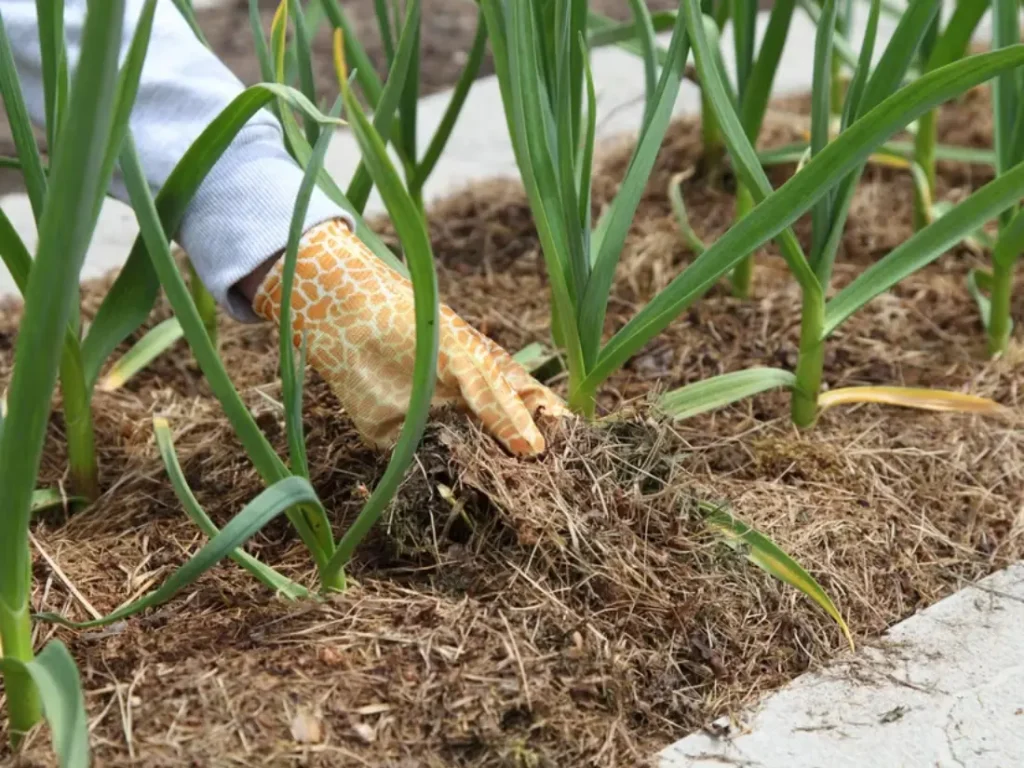 Mulching Music Garlics