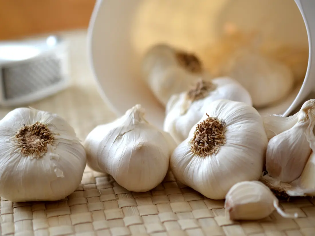 Softneck Garlic