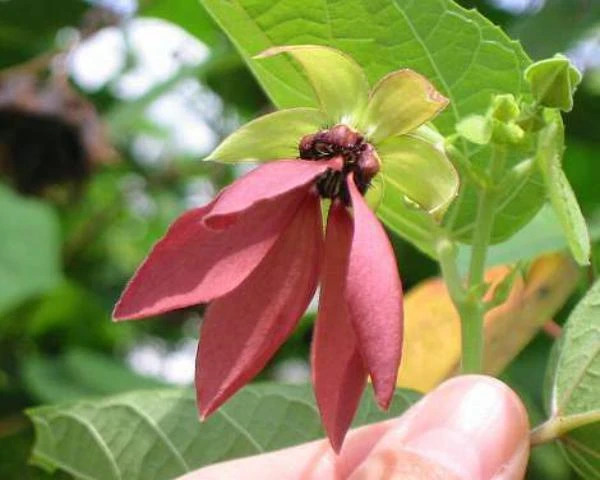 Abroma Augusta Seeds - Devil's Cotton Plant Seeds - 10 Seeds - Outdoor Shrub - Image 1