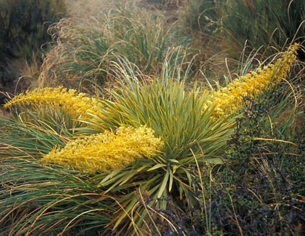 Aciphylla aurea Golden Spaniard Seeds - 8 Count Pack for USA Gardens - Image 1