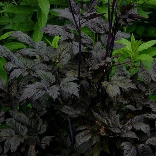 Actaea simplex Cimicifuga racemosa Atropurpurea Seeds - 10 Count Perennial Bugbane for Outdoor Gardens - Image 1