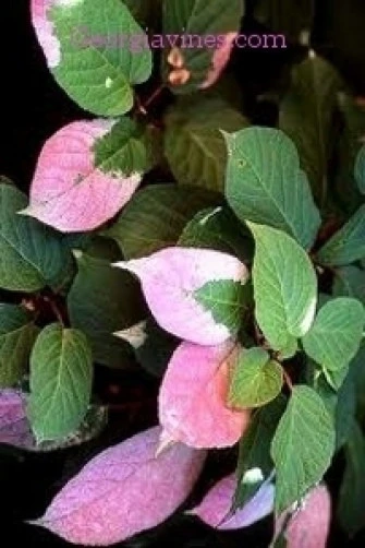 Actinidia kolomikta Kolomikta Vine Kiwi Vine Seeds - 10 Seeds - Image 1