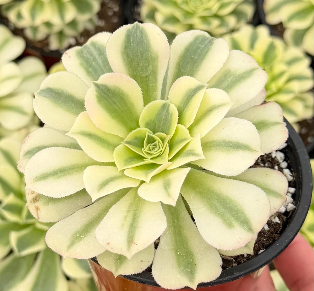 Aeonium Maybach Variegated Succulent Live Plant - Rare 4-inch Pot - Indoor/Outdoor - Image 1