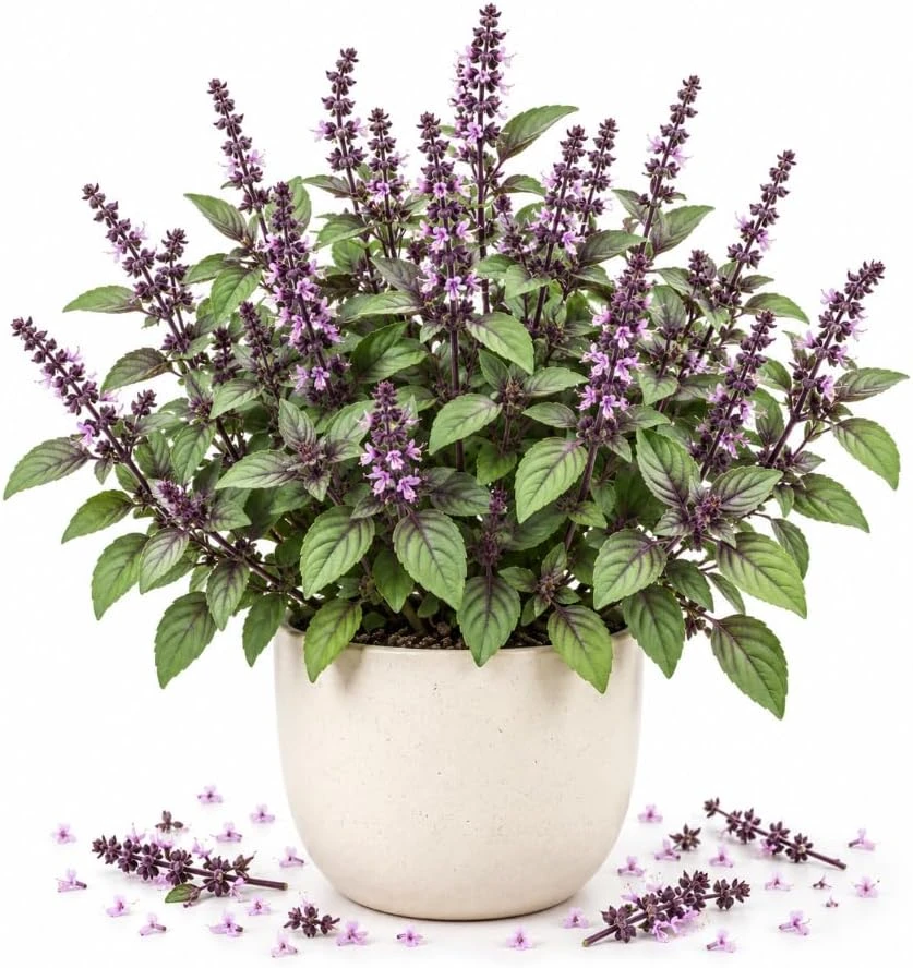 African Blue Basil Live Plant – 4-7 Inches Tall – Fragrant Herb for Patio & Windowsills - Image 1