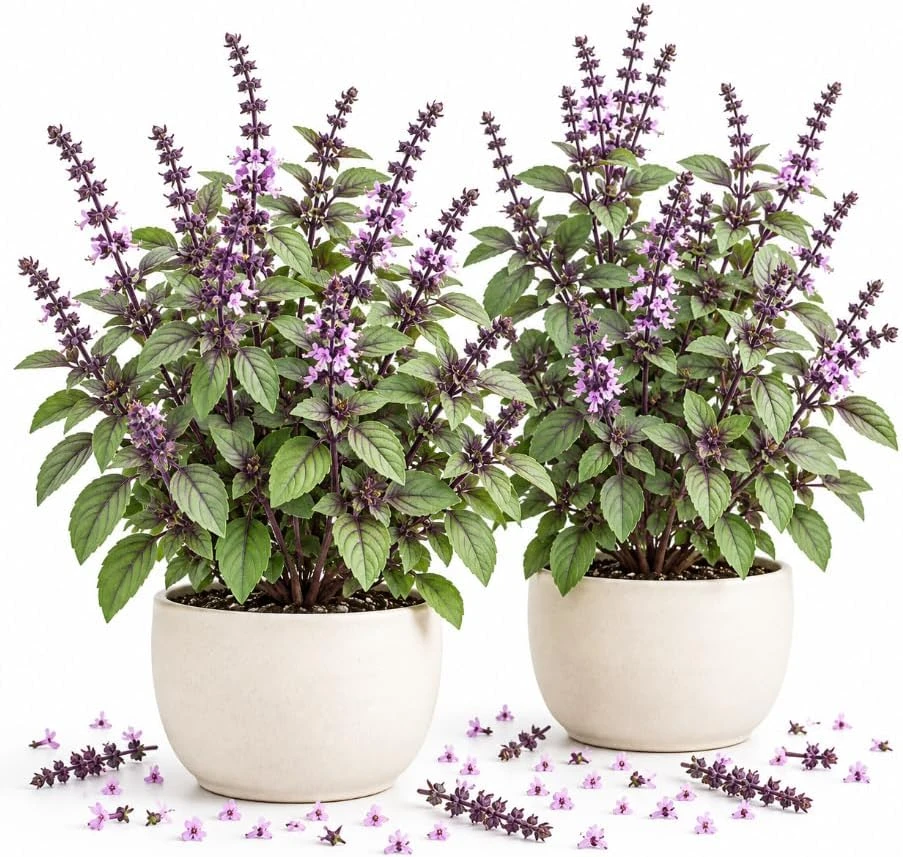 African Blue Basil Live Plants – Set of 2 – 4-7 Inches Tall – Rooted Herb Starters - Image 1