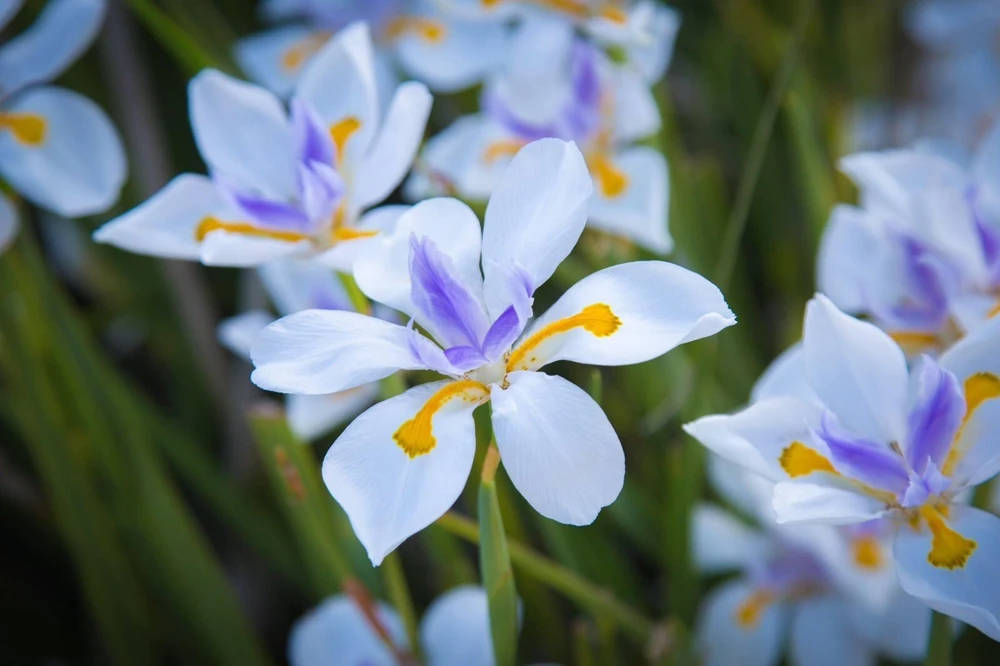 African Iris Fortnight Lily – 3 Bare Root Plants – 1 Foot – Outdoor Perennial Flower - Image 1