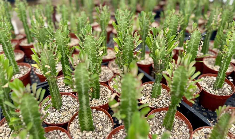 African Milk Tree Live Plant – Euphorbia Trigona – 4" Pot – Indoor Succulent - Image 1