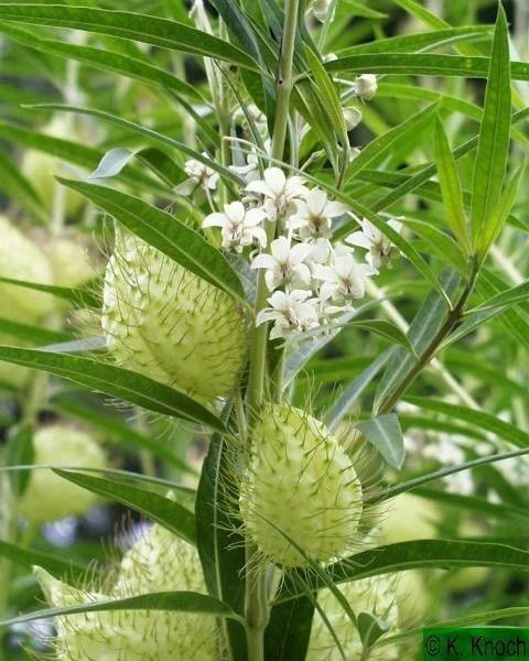 African Swan Milkweed Seeds - Gomphocarpus fruticosus - 10 Seeds - Herb Seeds - Image 2