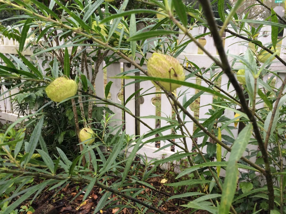African Swan Milkweed Seeds - Gomphocarpus fruticosus - 10 Seeds - Herb Seeds - Image 3