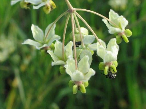 African Swan Milkweed Seeds - Gomphocarpus fruticosus - 10 Seeds - Herb Seeds - Image 4