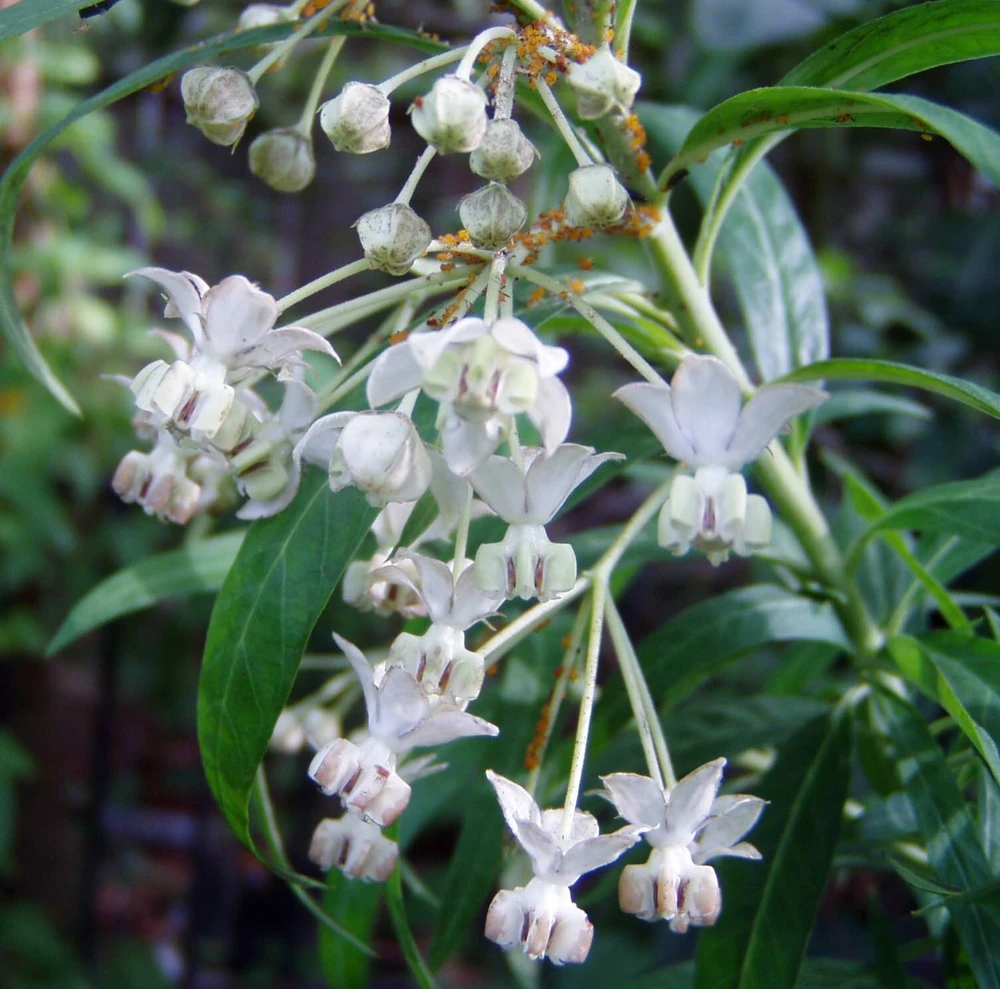 African Swan Milkweed Seeds - Gomphocarpus fruticosus - 10 Seeds - Herb Seeds - Image 1