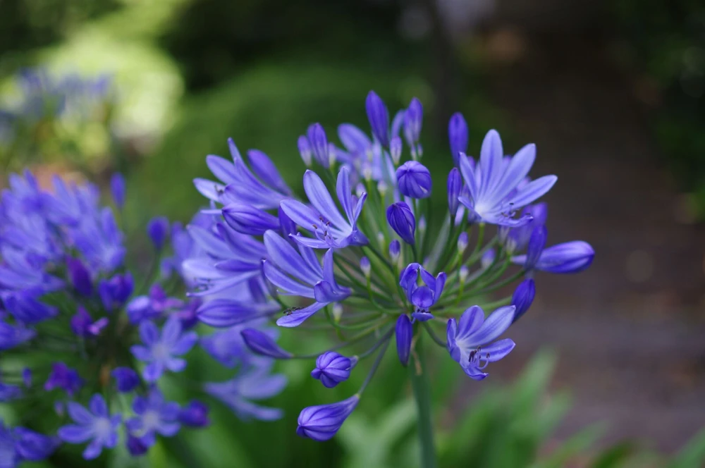 Agapanthus orientalis Storm Cloud Live Plant – Quart Pot – Outdoor African Lily - Image 1