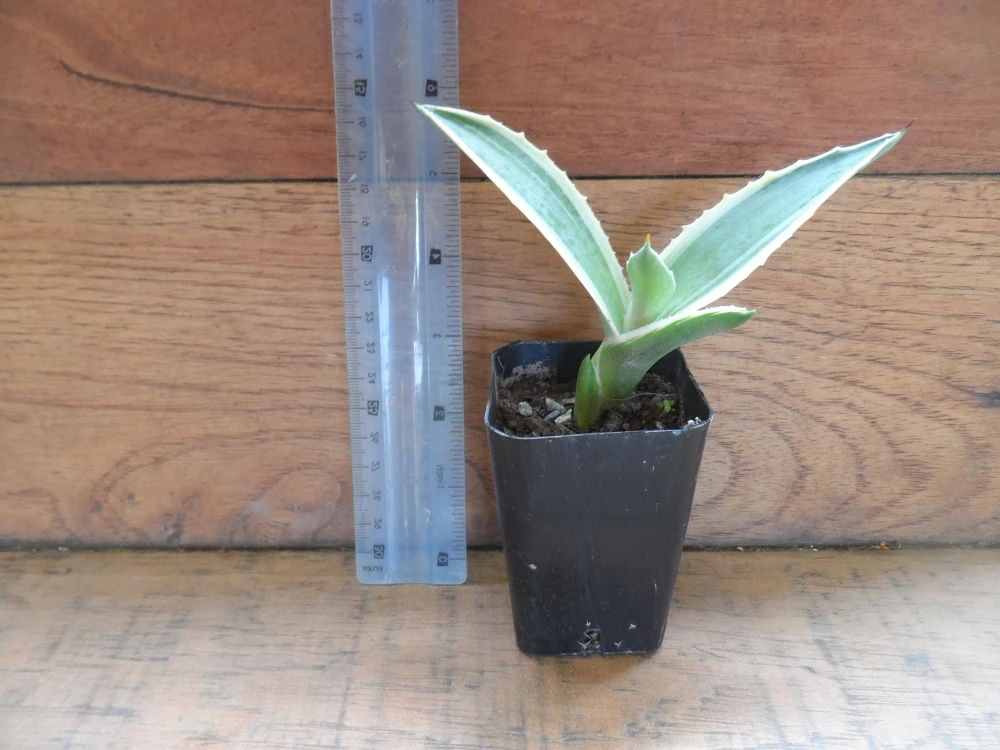 Agave Plant, Live Agave, Green & White, 3-inch Pot, Easy Care, Indoor/Outdoor - Image 1