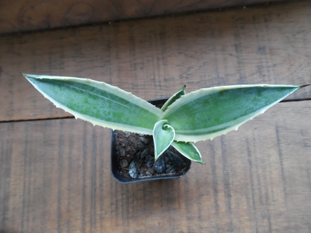 Agave Plant, Live Agave, Green & White, 3-inch Pot, Easy Care, Indoor/Outdoor - Image 2