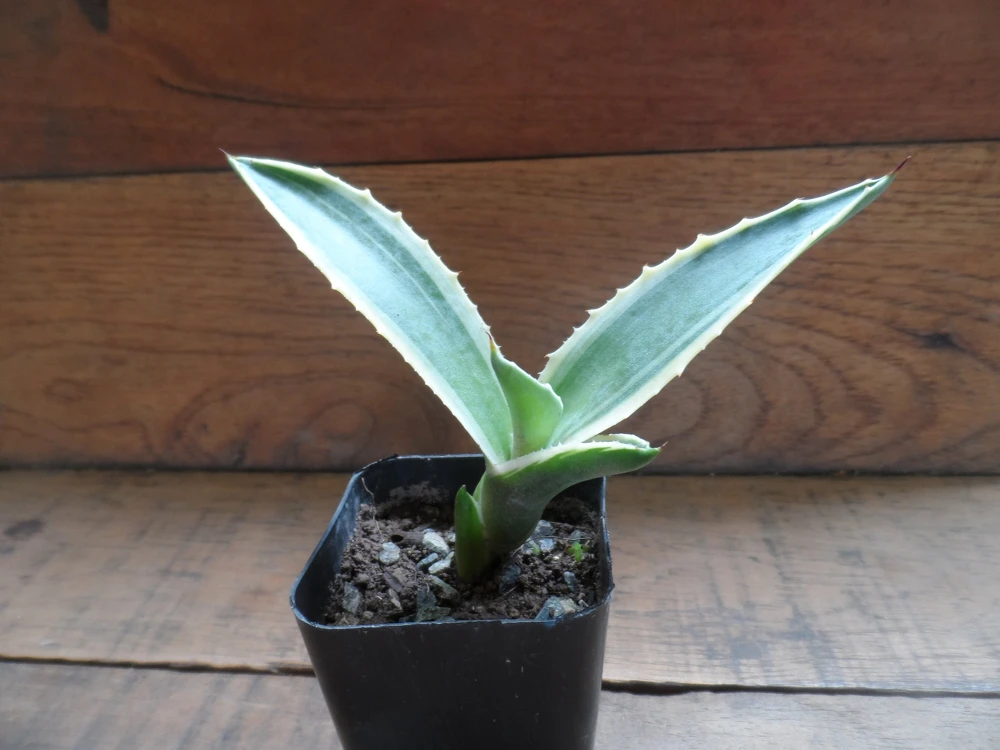 Agave Plant, Live Agave, Green & White, 3-inch Pot, Easy Care, Indoor/Outdoor - Image 3