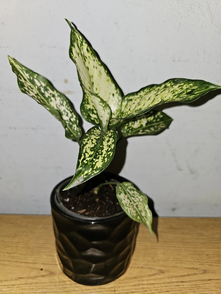 Aglaonema First Diamond Live Plant - Chinese Evergreen, 4 inch Nursery Pot, Indoor/Outdoor - Image 2