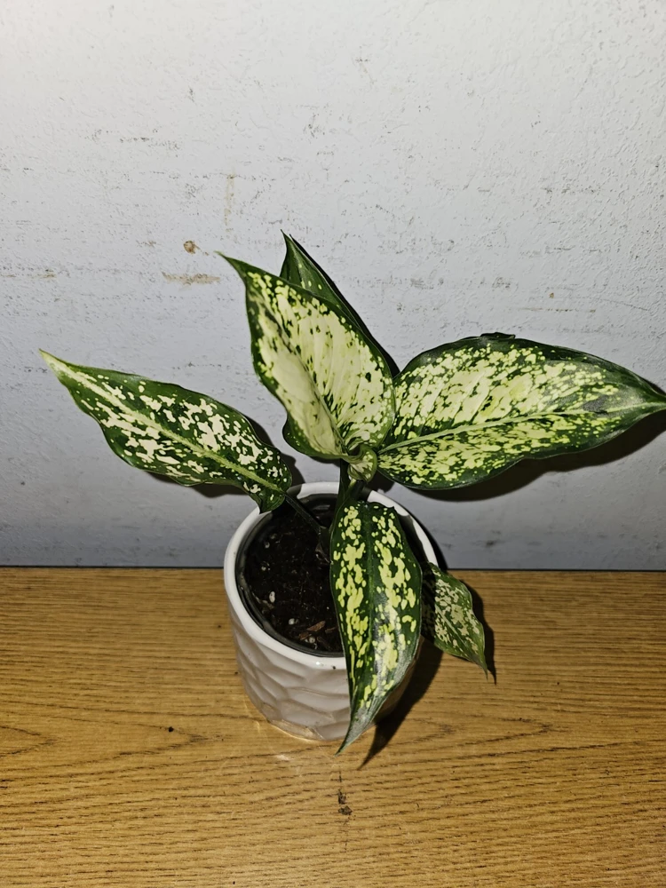 Aglaonema First Diamond Live Plant - Chinese Evergreen, 4 inch Nursery Pot, Indoor/Outdoor - Image 3