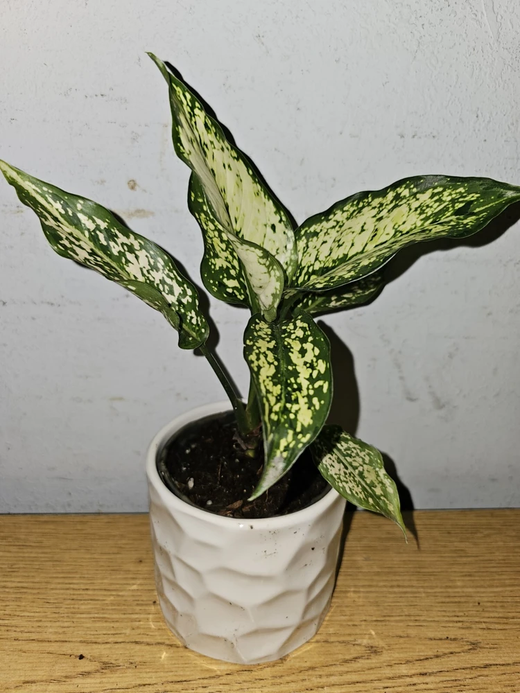 Aglaonema First Diamond Live Plant - Chinese Evergreen, 4 inch Nursery Pot, Indoor/Outdoor - Image 1