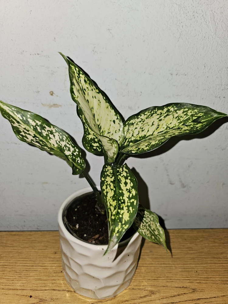 Aglaonema First Diamond Live Plant - Chinese Evergreen, 4 inch Nursery Pot, Indoor/Outdoor - Image 4