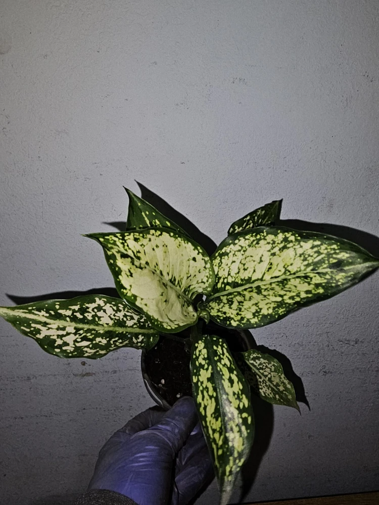 Aglaonema First Diamond Live Plant - Chinese Evergreen, 4 inch Nursery Pot, Indoor/Outdoor - Image 5