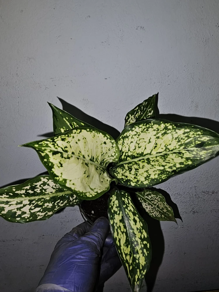 Aglaonema First Diamond Live Plant - Chinese Evergreen, 4 inch Nursery Pot, Indoor/Outdoor - Image 6