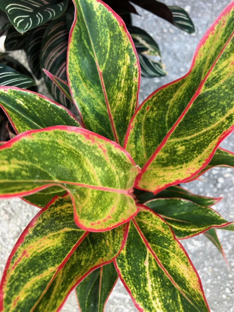 Aglaonema Siam Chinese Evergreen Live Plant – 7 inch Tall Houseplant, Green & Multicolor, Indoor - Image 1