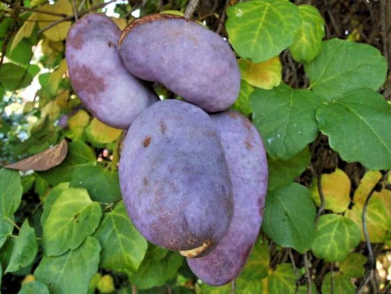 Akebia trifoliata Purple Chocolate Vine Seeds - 10 Seeds for Garden - Image 2