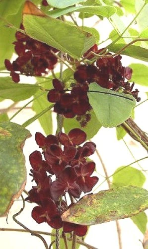 Akebia trifoliata Purple Chocolate Vine Seeds - 10 Seeds for Garden - Image 3