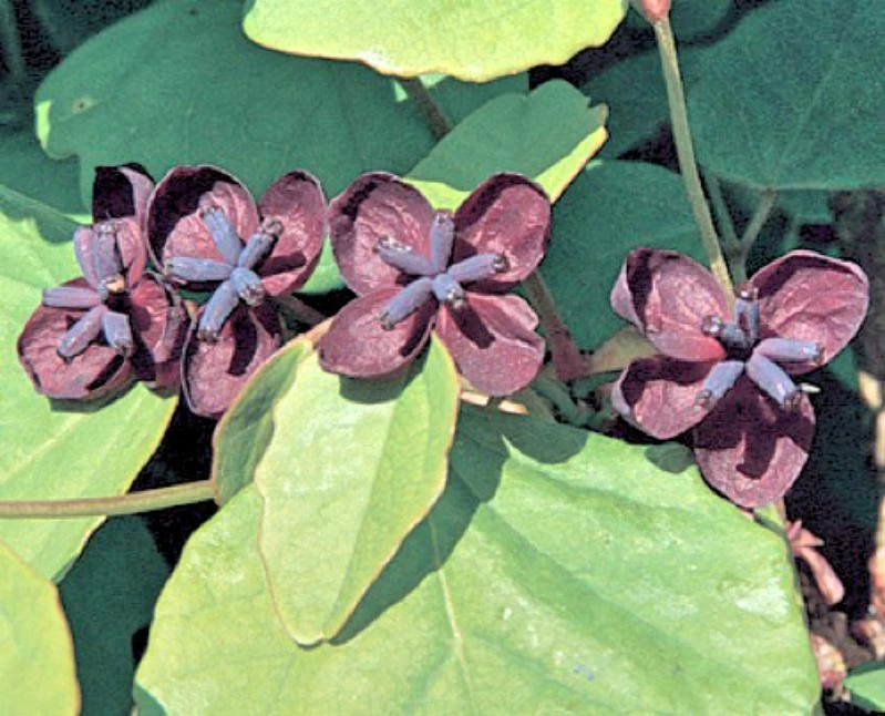 Akebia trifoliata Purple Chocolate Vine Seeds - 10 Seeds for Garden - Image 1