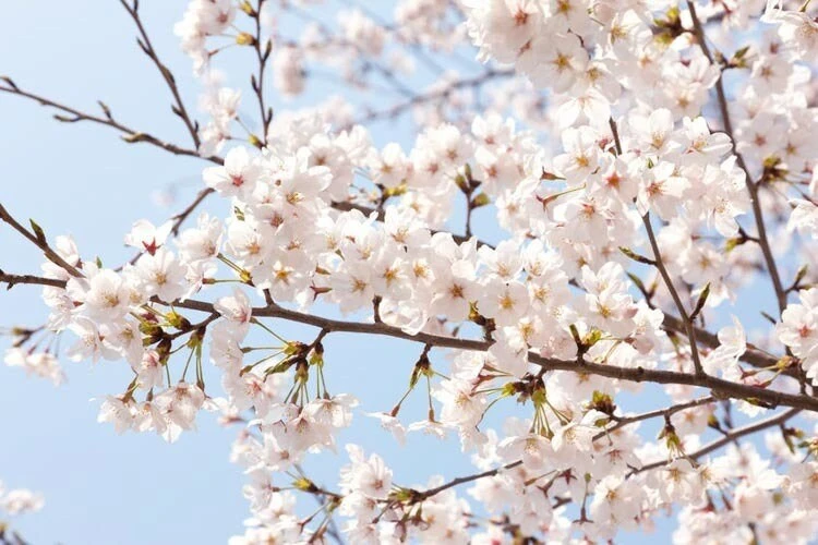 Akebono Flowering Cherry Tree - Live Plant, Soft Pink Blooms, 6-12 inch, Outdoor - Image 1