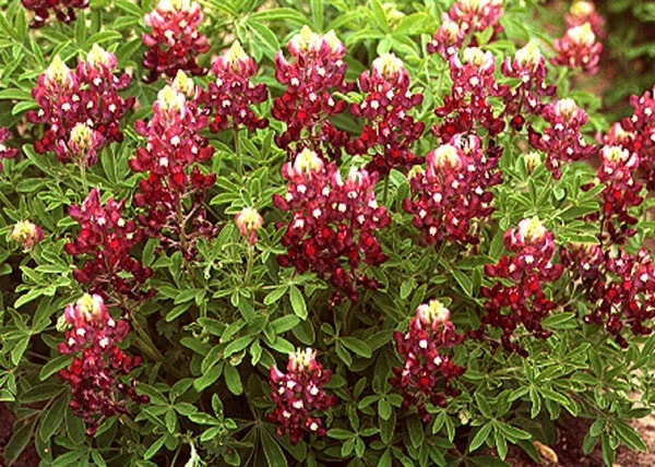 Alamo/Fire Red Bluebonnet Seeds - Lupinus texensis - 5 Seeds - Image 1