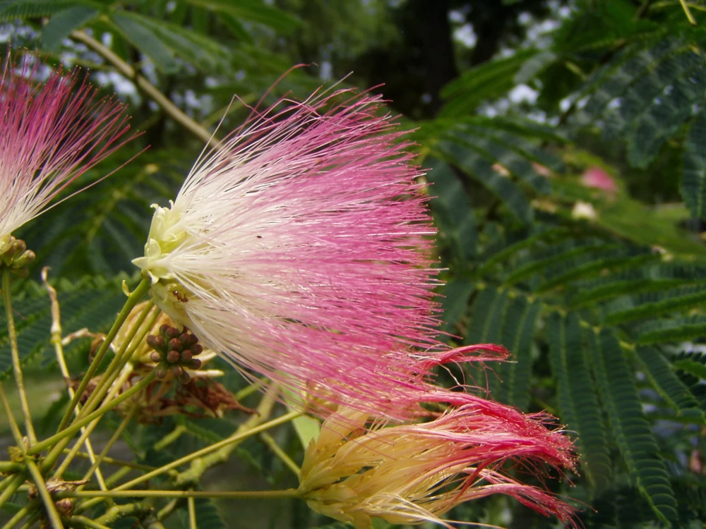 Albizia Julibrissin Mimosa Pink Tree Seeds - 10 Seed Pack - Image 1
