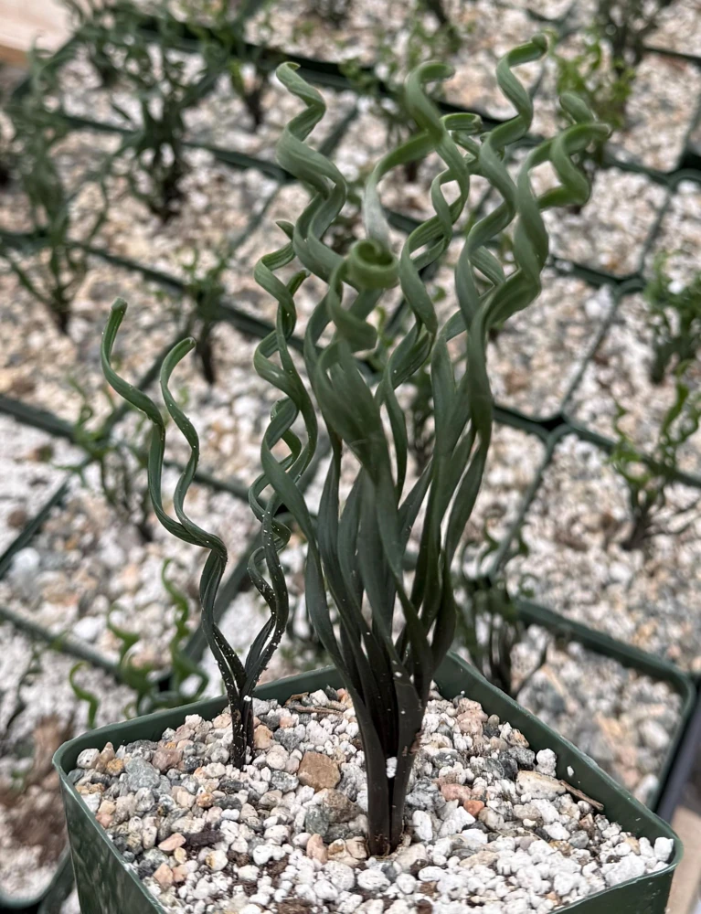 Albuca Bruce Bayeri Live Plant – Rare Curly Grass Succulent – 4" Pot – Indoor - Image 2