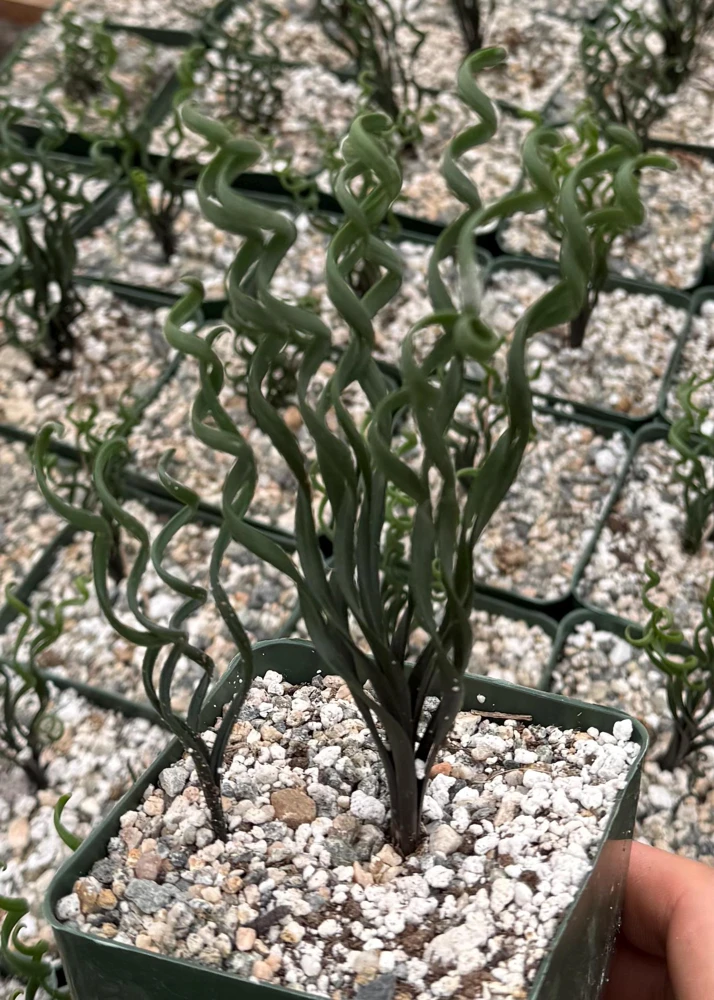 Albuca Bruce Bayeri Live Plant – Rare Curly Grass Succulent – 4" Pot – Indoor - Image 3